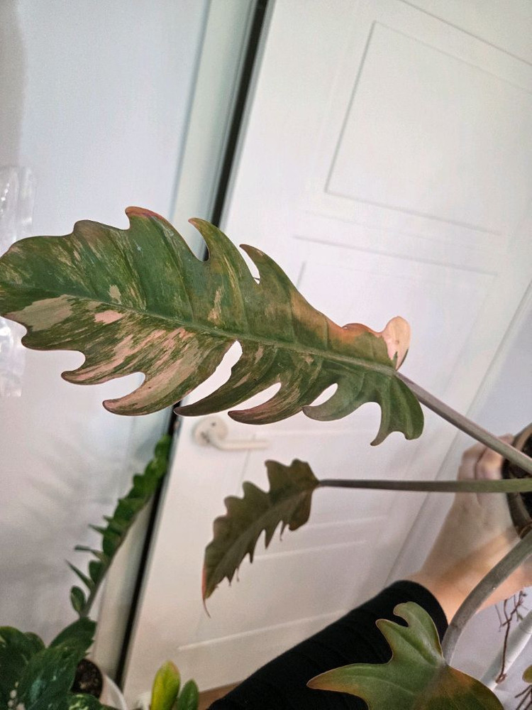 필로덴드론 캬라멜마블 바리에가타 (카라멜마블 바리에가타)--2