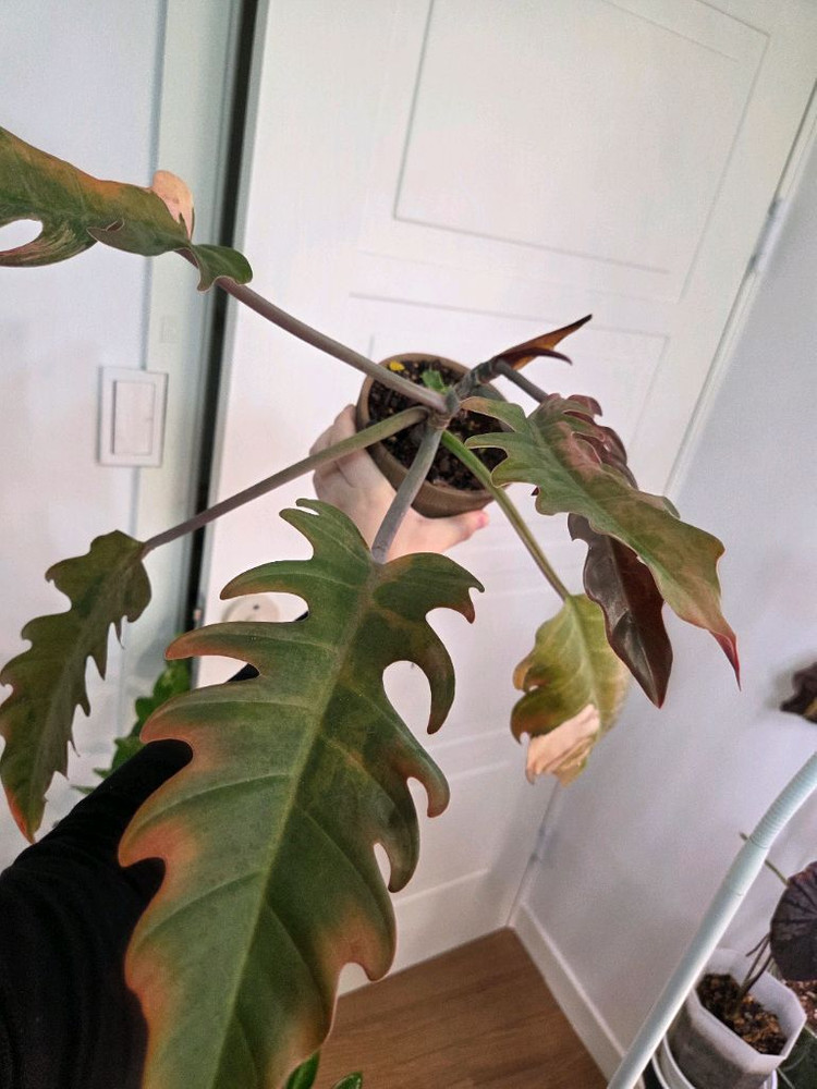 필로덴드론 캬라멜마블 바리에가타 (카라멜마블 바리에가타)--3