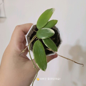 호야 리프리즘 핑크