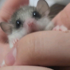 피그미 다람쥐 두마리 분양