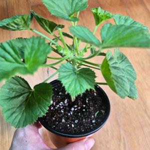 모나리자바이스 리갈제라늄