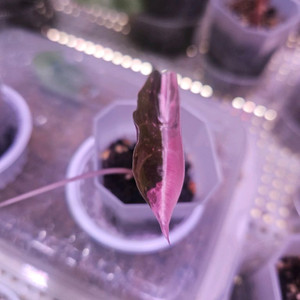 알로카시아 찬트리에 핑크