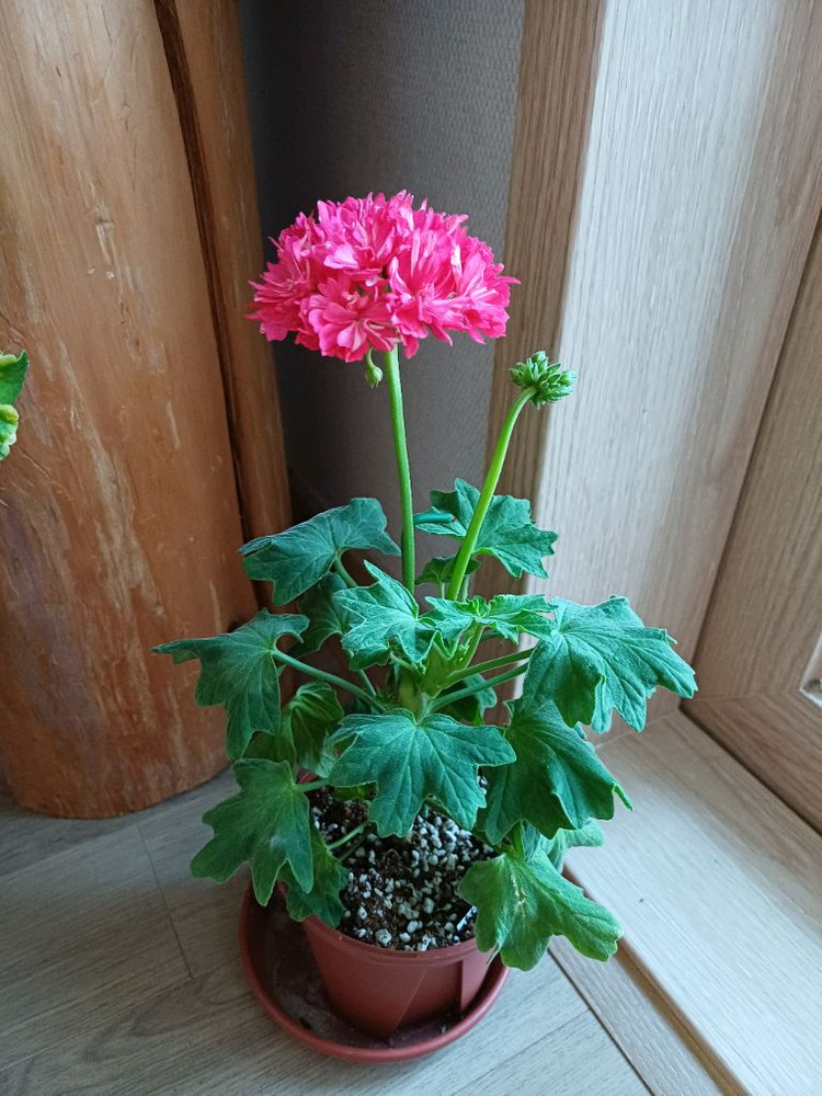 제라늄 대품 분양--1