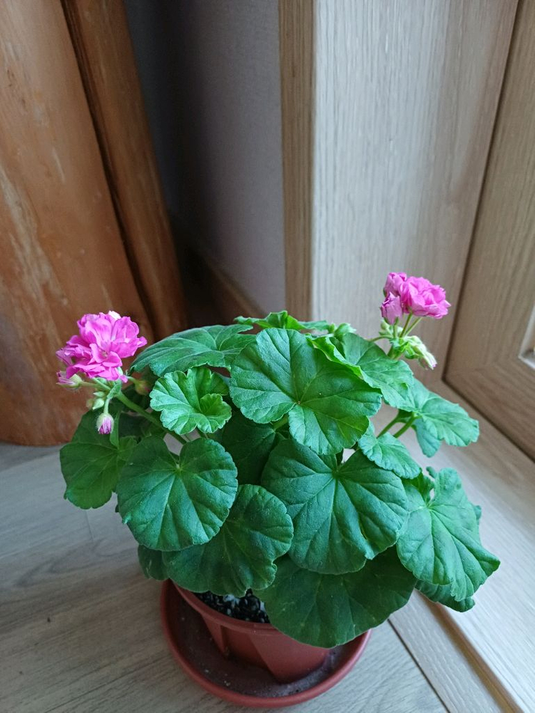 제라늄 대품 분양--2