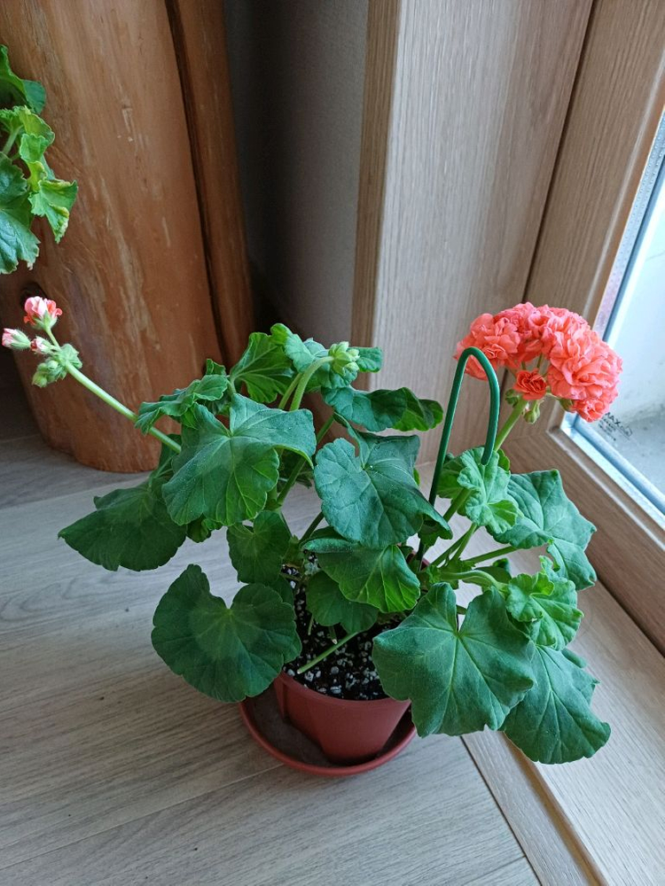 제라늄 대품 분양--3