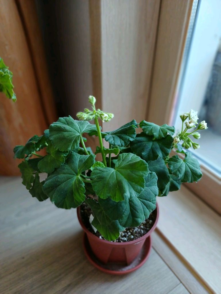 제라늄 대품 분양--4