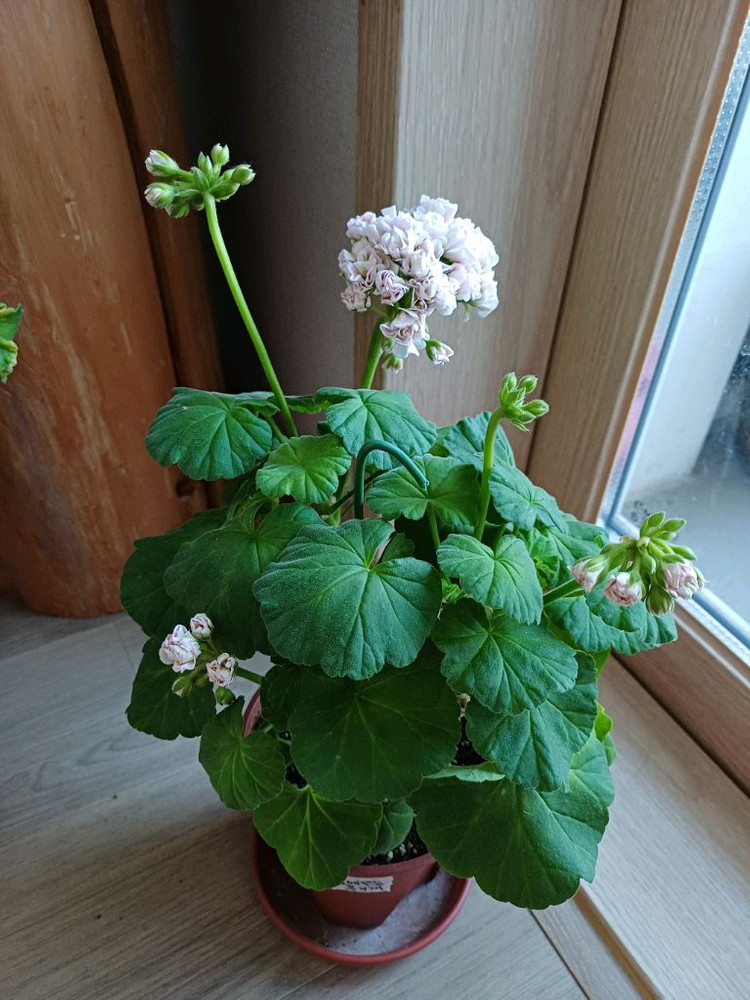 제라늄 대품 분양--5