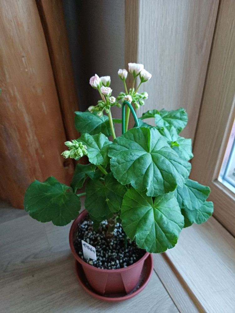 제라늄 대품 분양--6