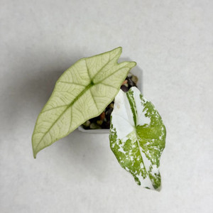 알로카시아 심포 바리에가타 (알보)