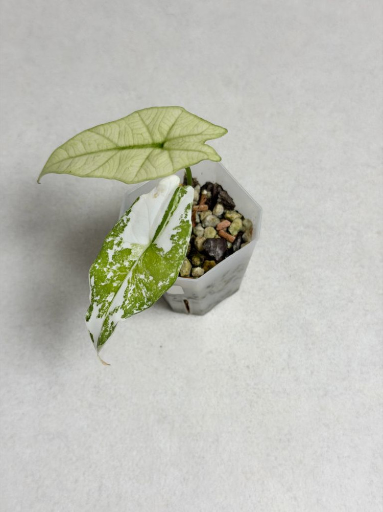 알로카시아 심포 바리에가타 (알보)--2