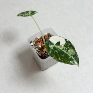 알로카시아 블랙벨벳 핑크 바리에가타