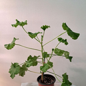 마셔니오브뷰트