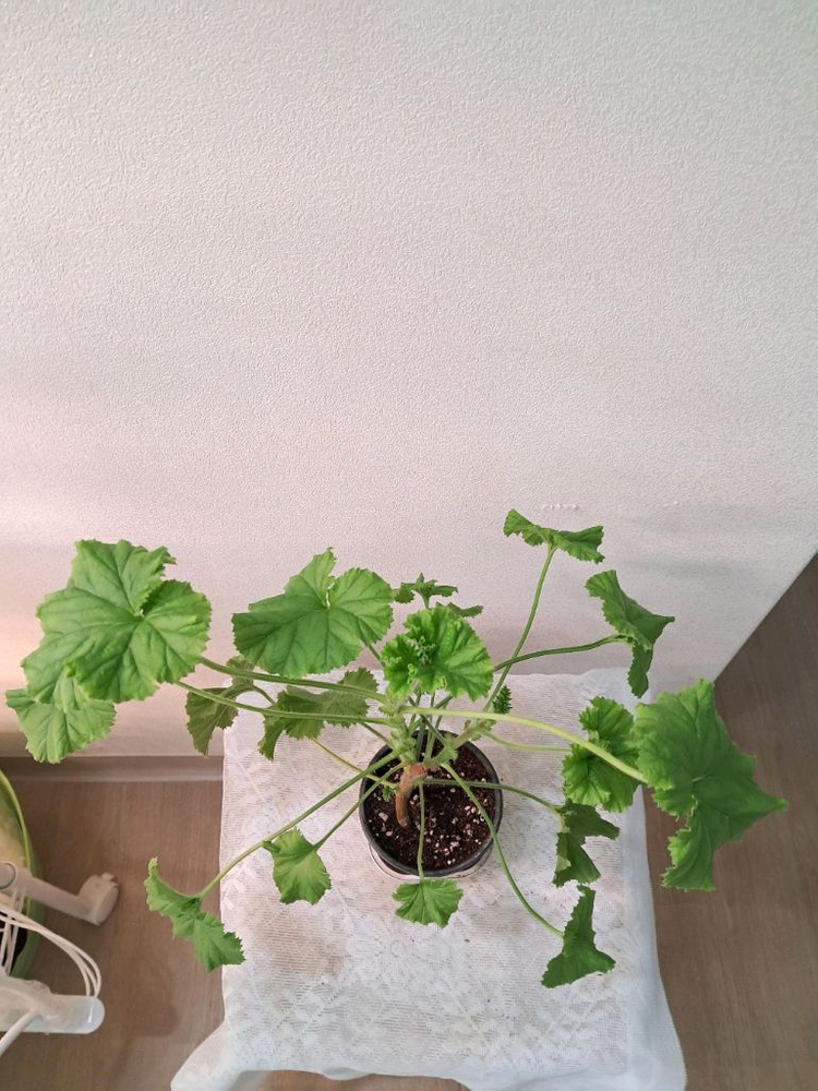 마셔니오브뷰트--1