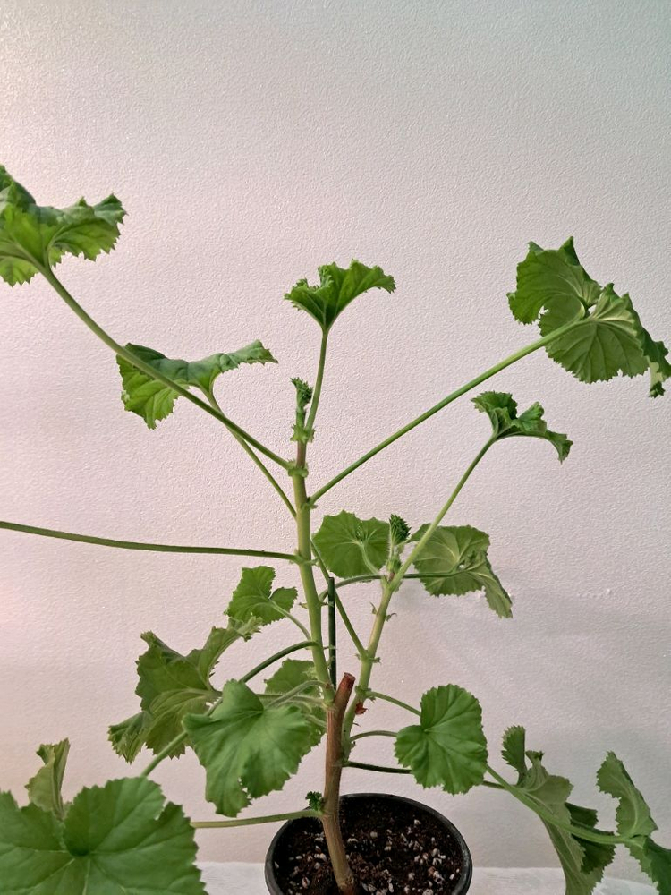 마셔니오브뷰트--2