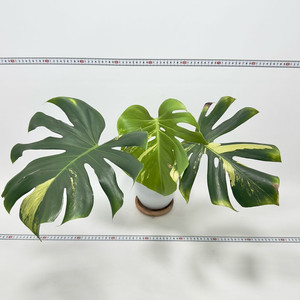 몬스테라 델리시오사 옐로우 민트 바리에가타