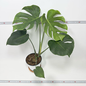 몬스테라 델리시오사 더블민트