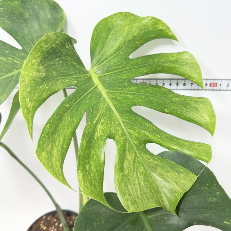 몬스테라 델리시오사 더블민트--1