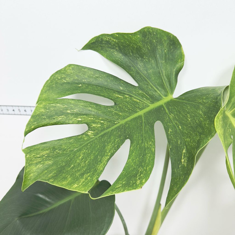 몬스테라 델리시오사 더블민트--2
