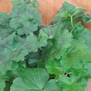 러시아 제라늄 5종 분양합니다