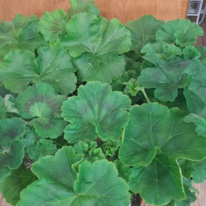 러시아 제라늄 4종 중국 1종 분양합니다