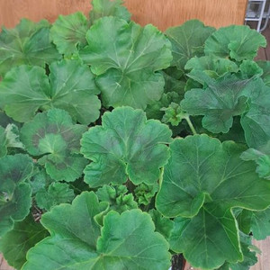 러시아 제라늄 4종 중국 1종 분양합니다