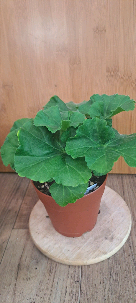 러시아 제라늄 4종 중국 1종 분양합니다--1