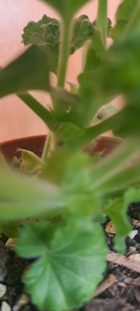 러시아 제라늄 4종 중국 1종 분양합니다--2