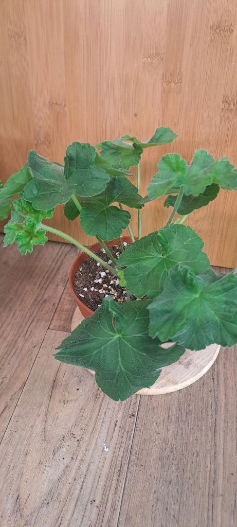 러시아 제라늄 4종 중국 1종 분양합니다--3