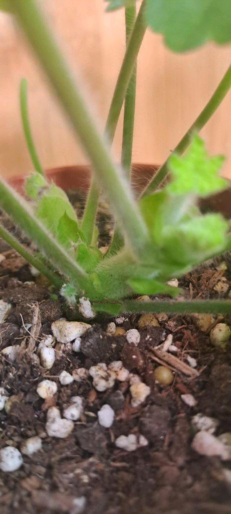 러시아 제라늄 4종 중국 1종 분양합니다--4