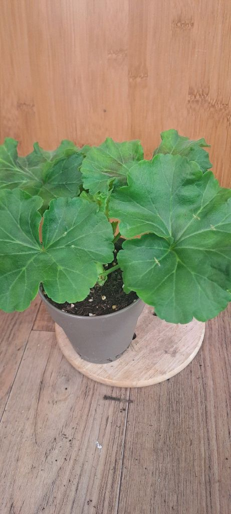 러시아 제라늄 4종 중국 1종 분양합니다--5