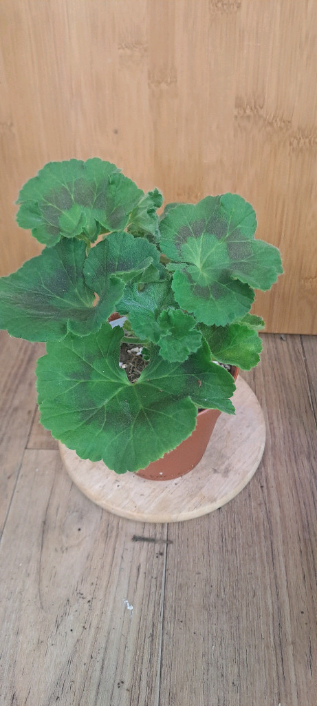 러시아 제라늄 4종 중국 1종 분양합니다--7