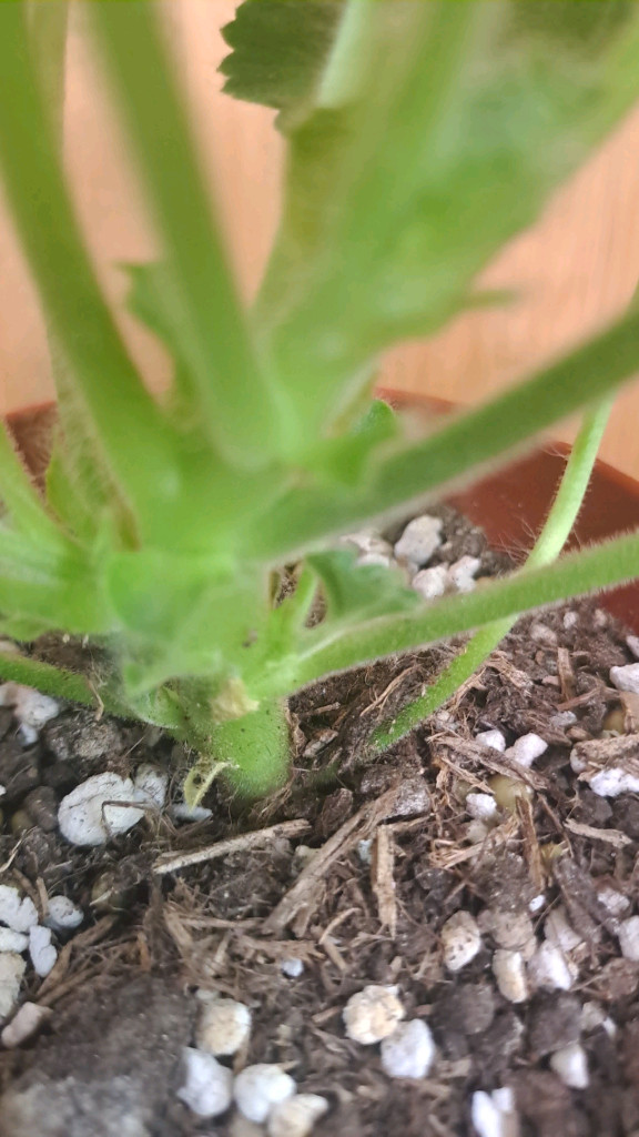 러시아 제라늄 4종 중국 1종 분양합니다--8