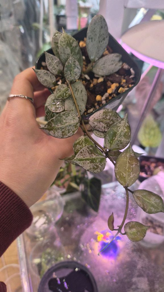 호야 라쿠노사로얄플러쉬--1