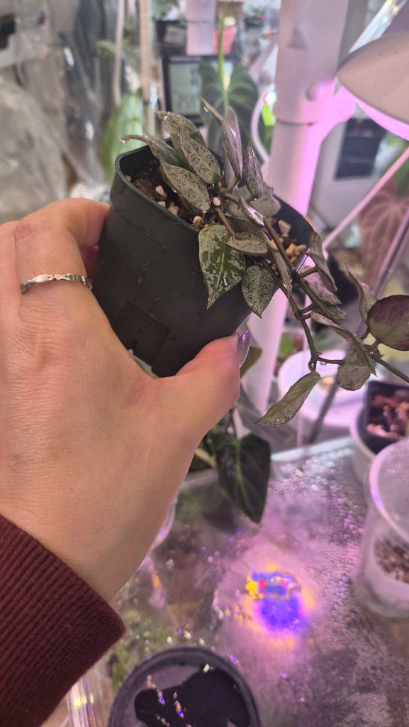 호야 라쿠노사로얄플러쉬--2