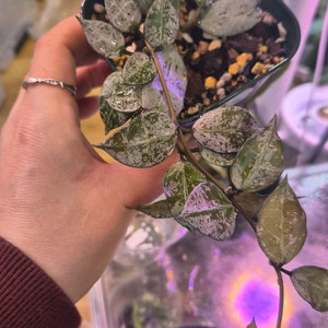 호야 라쿠노사로얄플러쉬