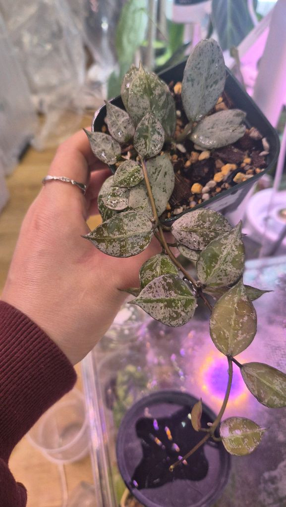 호야 라쿠노사로얄플러쉬--3