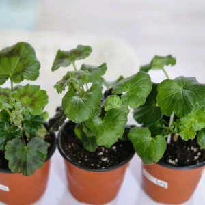 그레이스블라섬 제라늄