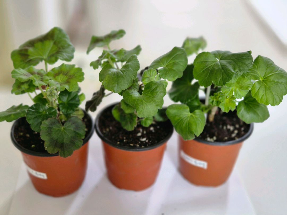 그레이스블라섬 제라늄--1