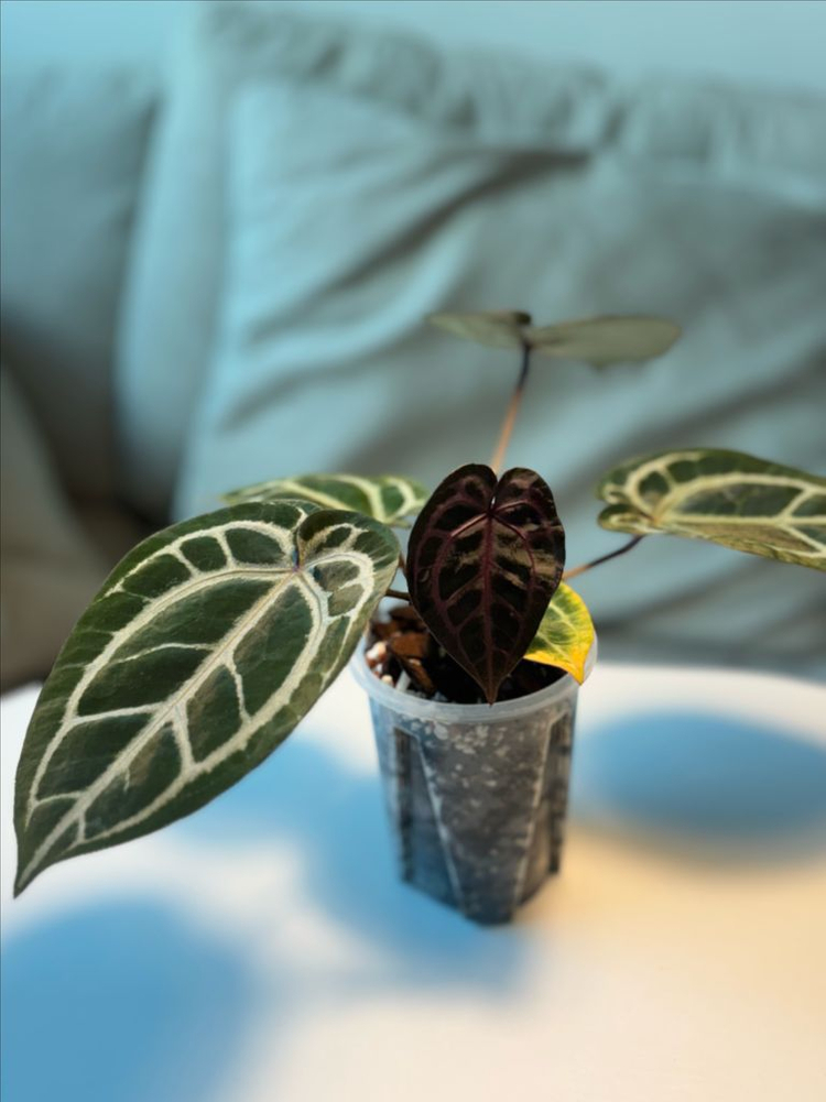 안스리움 퍼플크리스탈리넘 셀렉--1