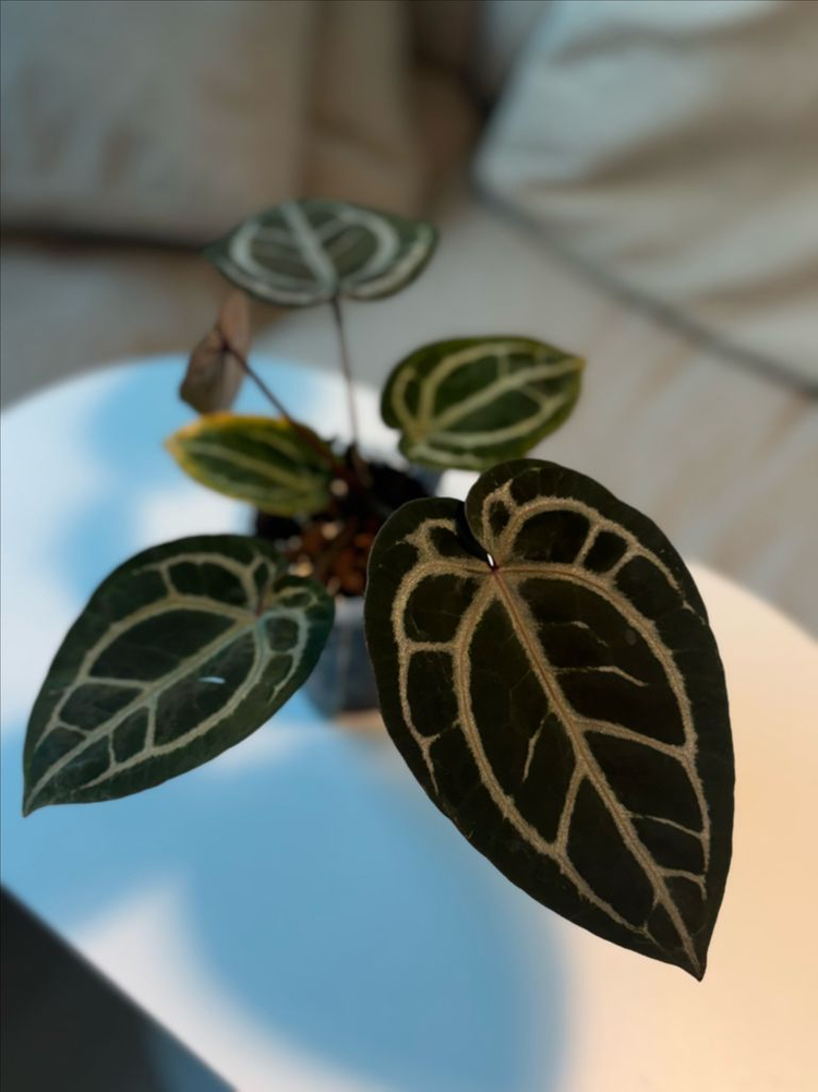 안스리움 퍼플크리스탈리넘 셀렉--2