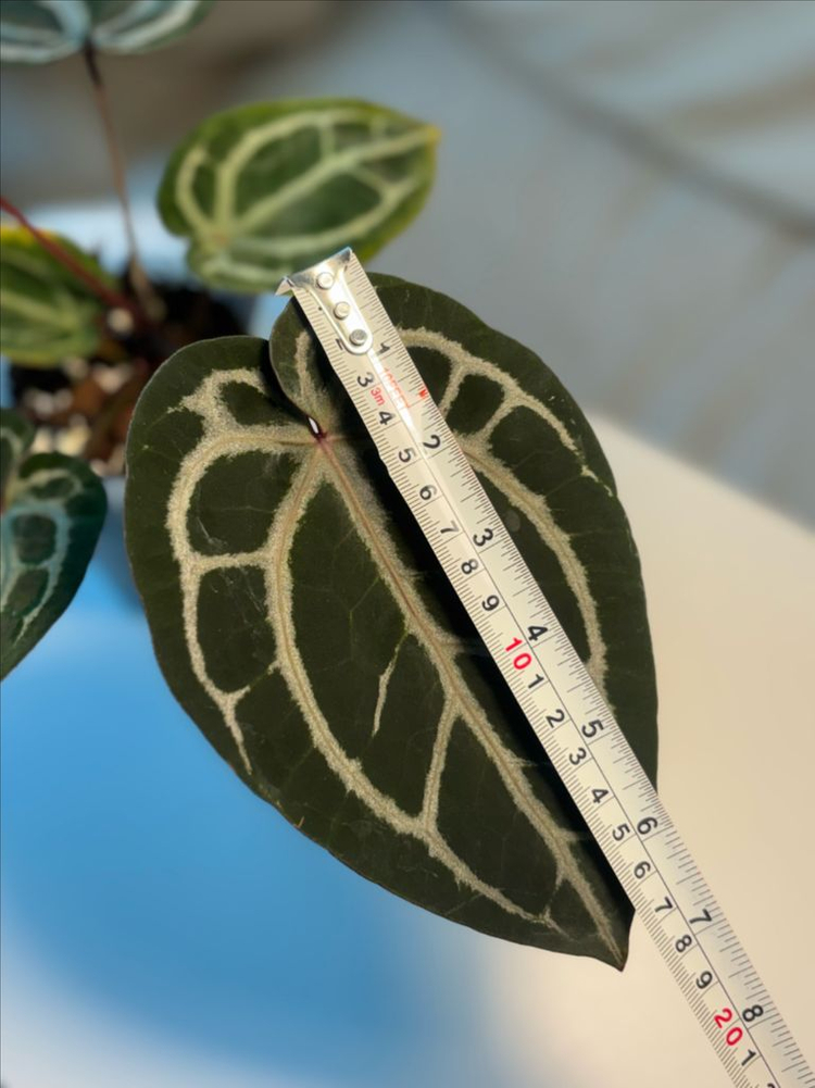 안스리움 퍼플크리스탈리넘 셀렉--4