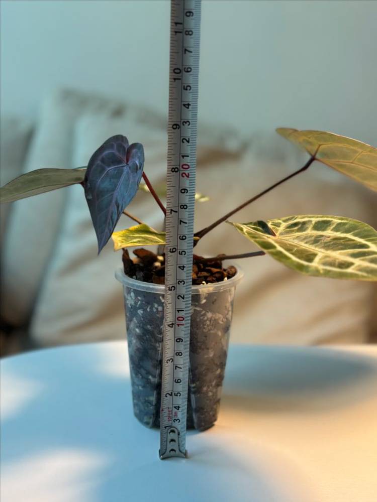 안스리움 퍼플크리스탈리넘 셀렉--5