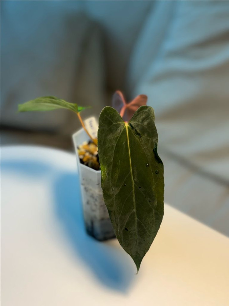 안스리움 fsxrl jv셀렉--1