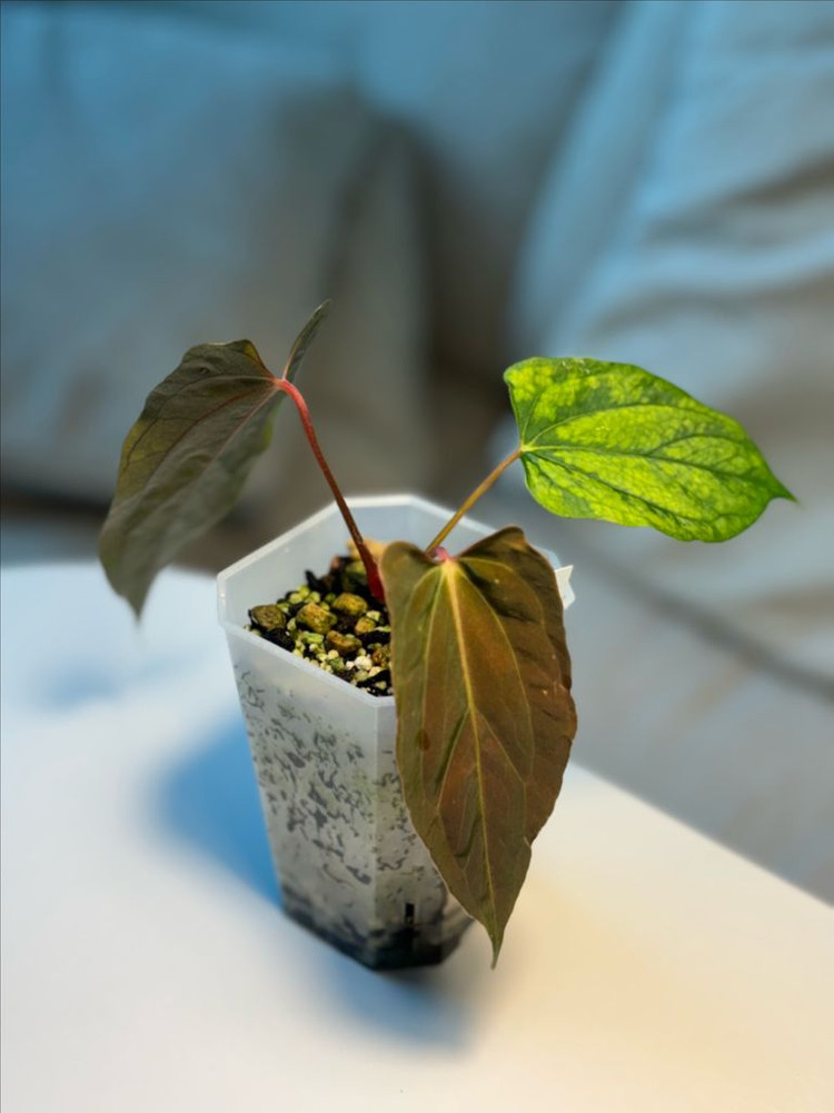 안스리움 fsxrl jv셀렉--2