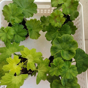 엘브루스와 제라늄 3종 세트