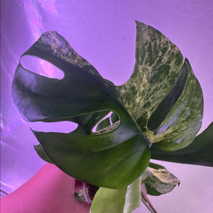 히메몬스테라 설린