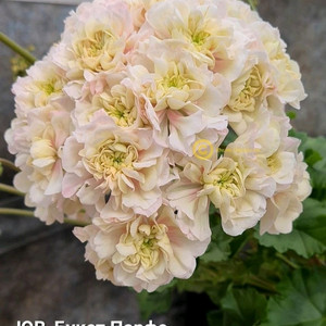 러시아제라늄 uv 부케파르페