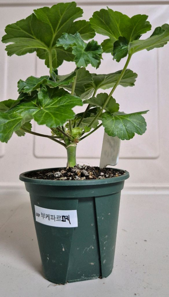 러시아제라늄 uv 부케파르페--1