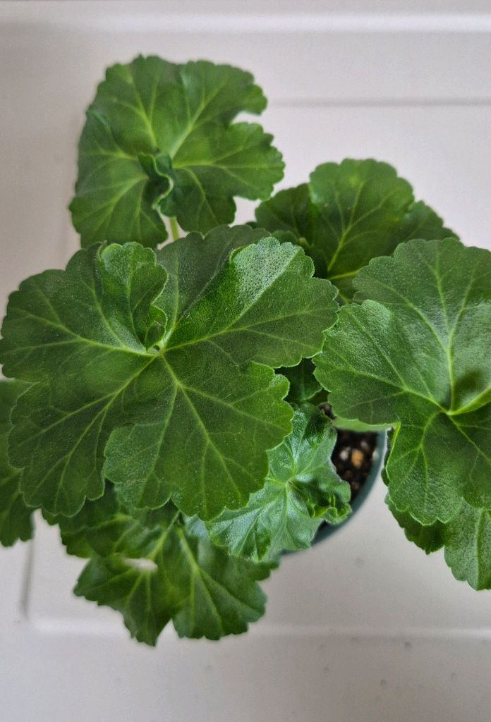 러시아제라늄 uv 부케파르페--2