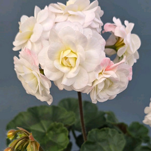 제라늄 시크 봄의 향기